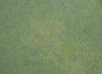 Credit: NC State Extension